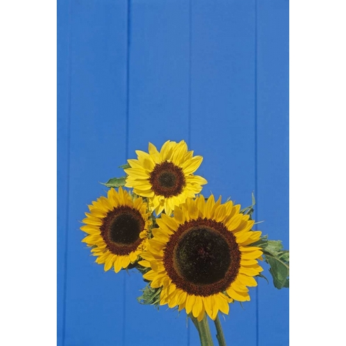Canada, Manitoba, Winnipeg Sunflowers by a fence